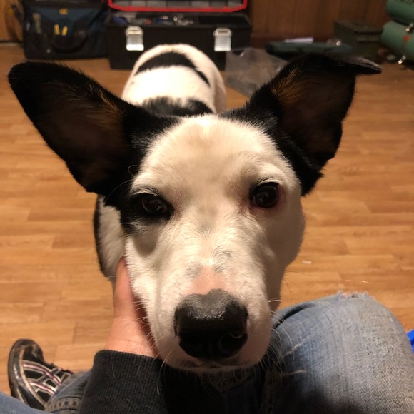 Meet your Posher, Jaimie - Picture 1 of 1